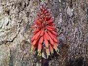 Knipofia Caulescens